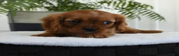 Cavalier King Charles Spaniel dogs for sale: Harper - Ad 2