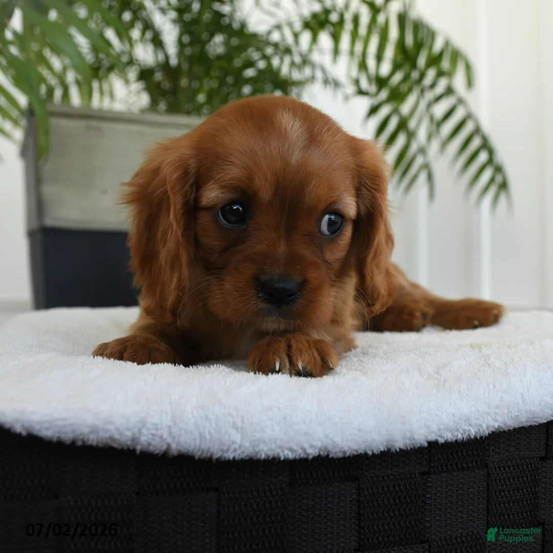 Cavalier King Charles Spaniel dogs for sale: Harper - Ad 2