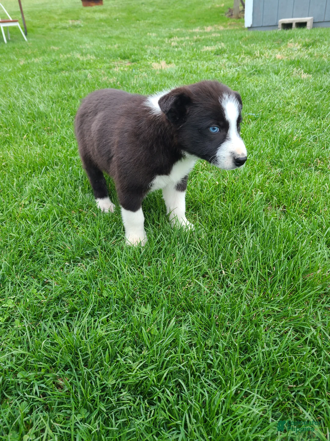 Border Collie dogs for sale: Piper  - Ad 4