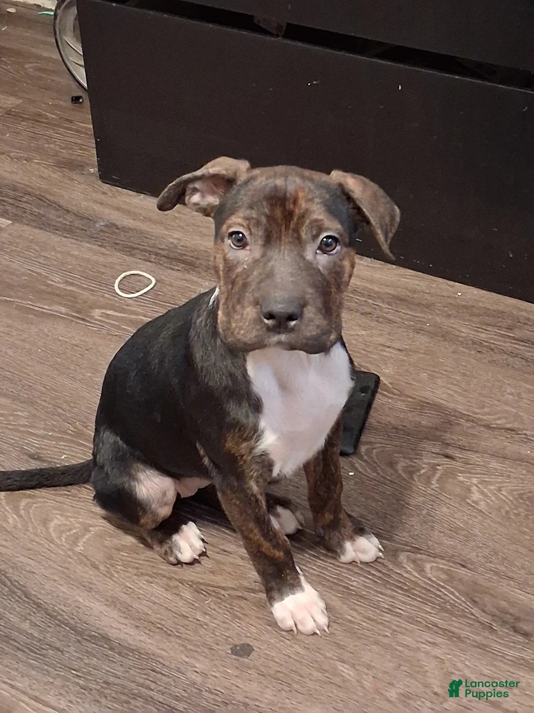 American Pit Bull Terrier dogs for sale: American Pit Bull Terrier 1 - Ad 1