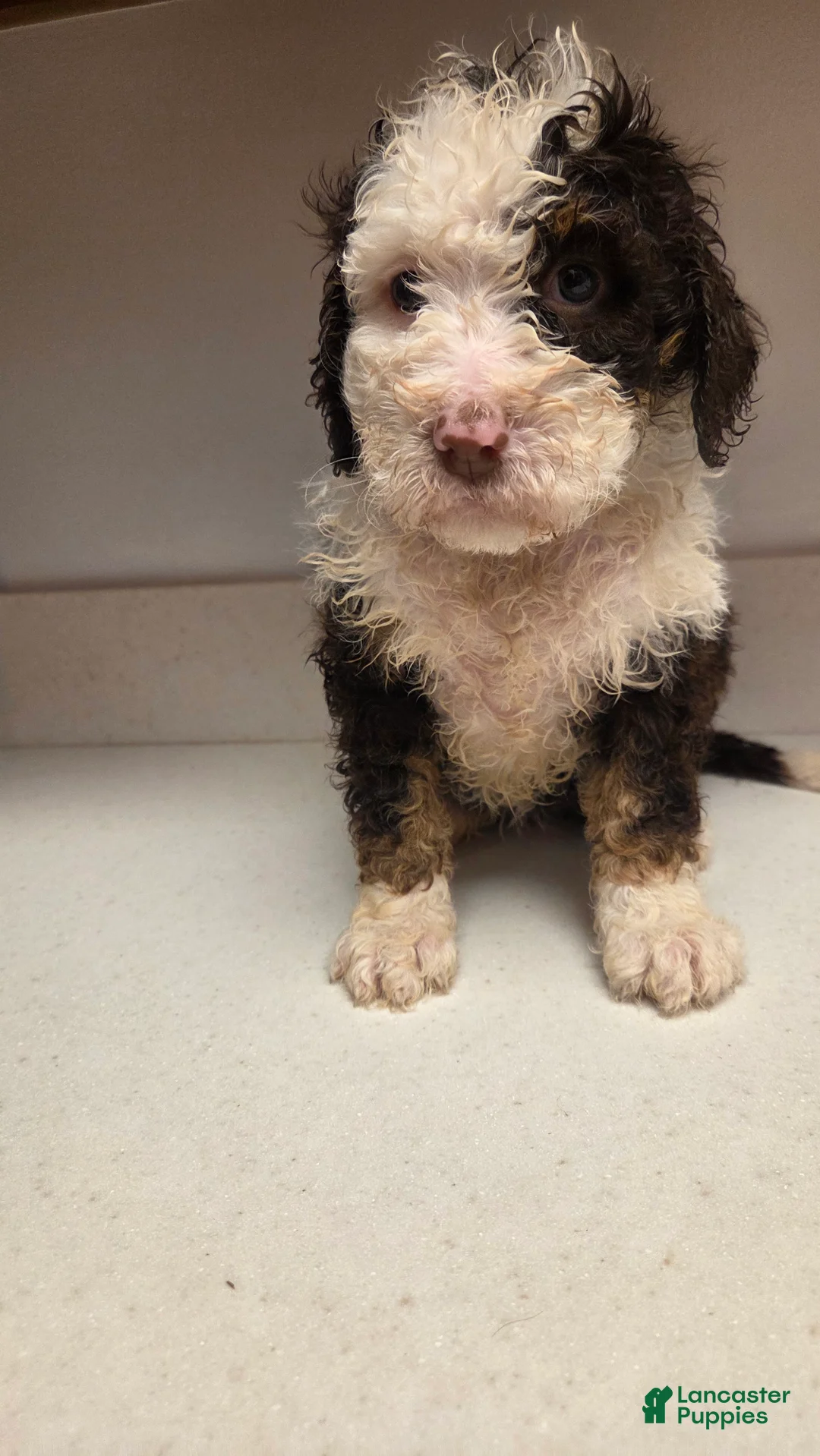 Bernedoodle dogs for sale: Bernedoodle Puppy 3 - Ad 3