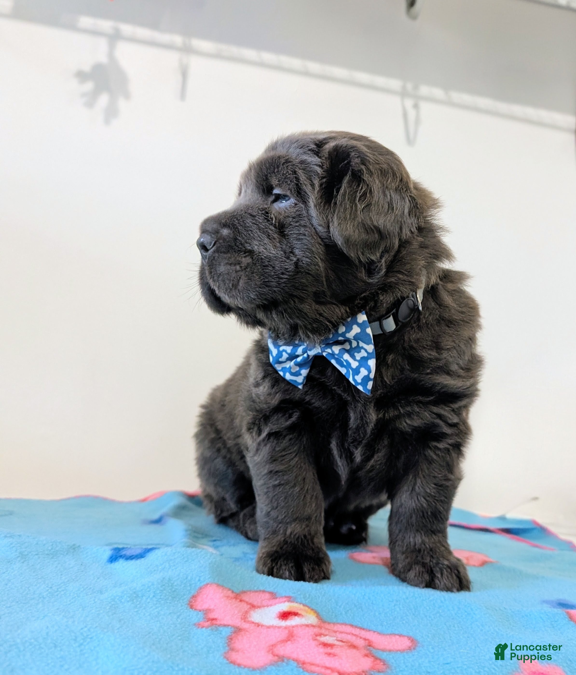 Mixed Breed dogs Puppy 3 - Ad 2