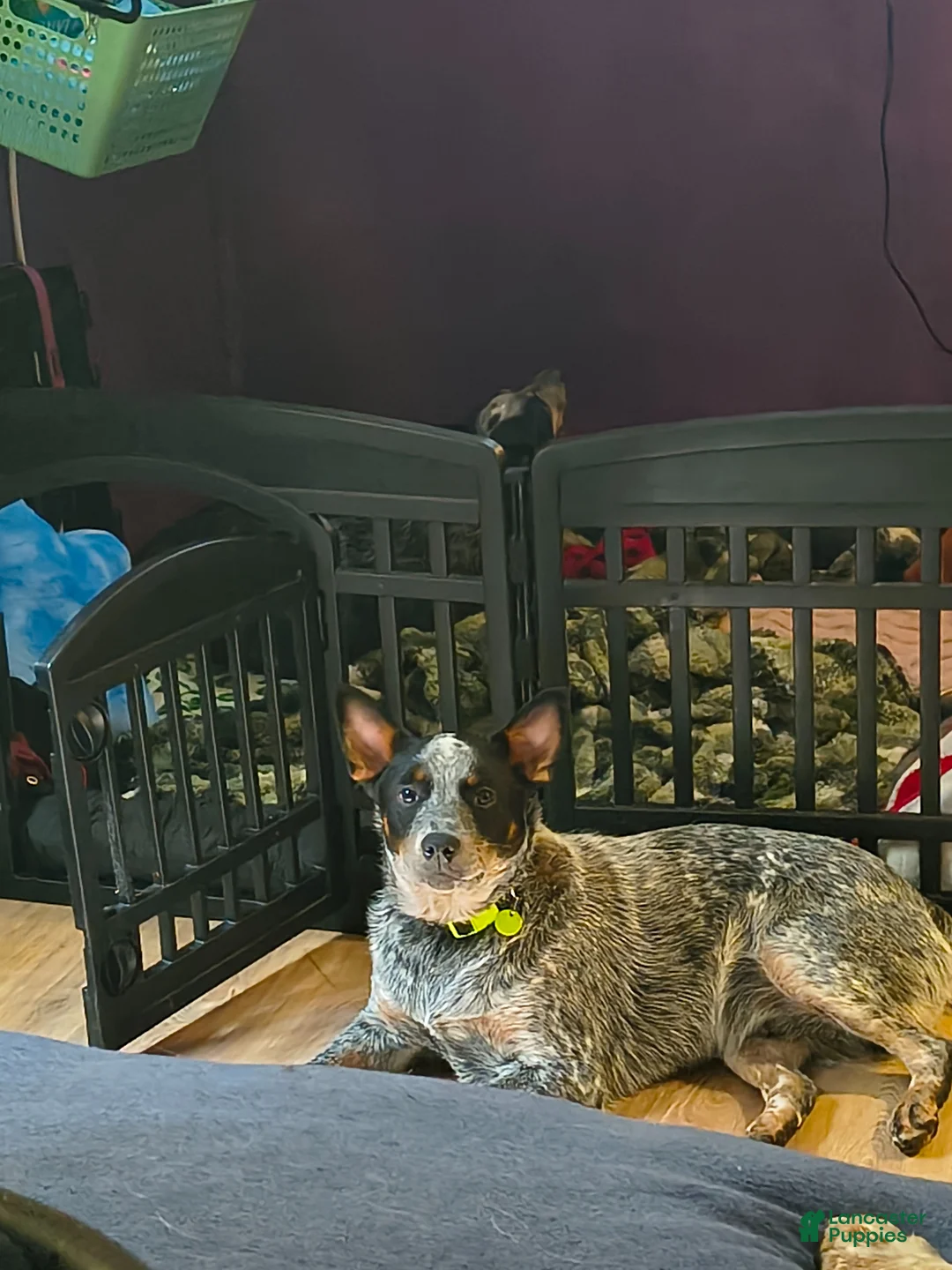 Australian Cattle Dog dogs for stud: Anubis, Male Blue Heeler for stud  - Ad 4