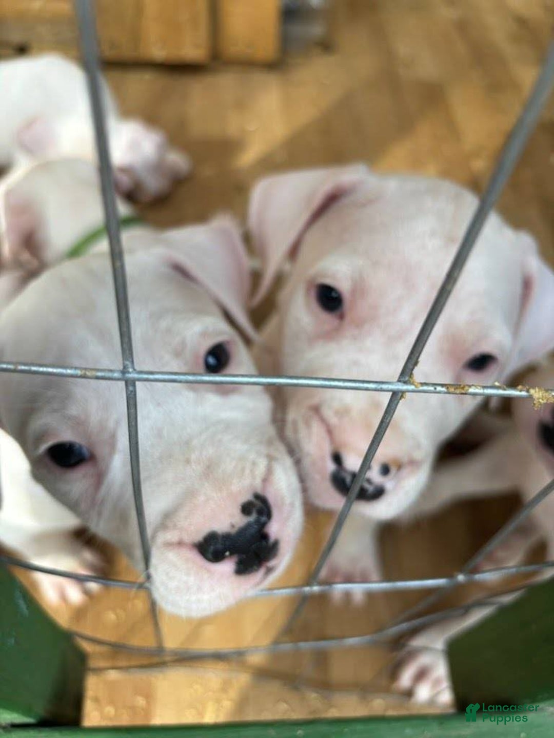 Dogo Argentino dogs for sale: Dogo Argentino Puppy 2 - Ad 6
