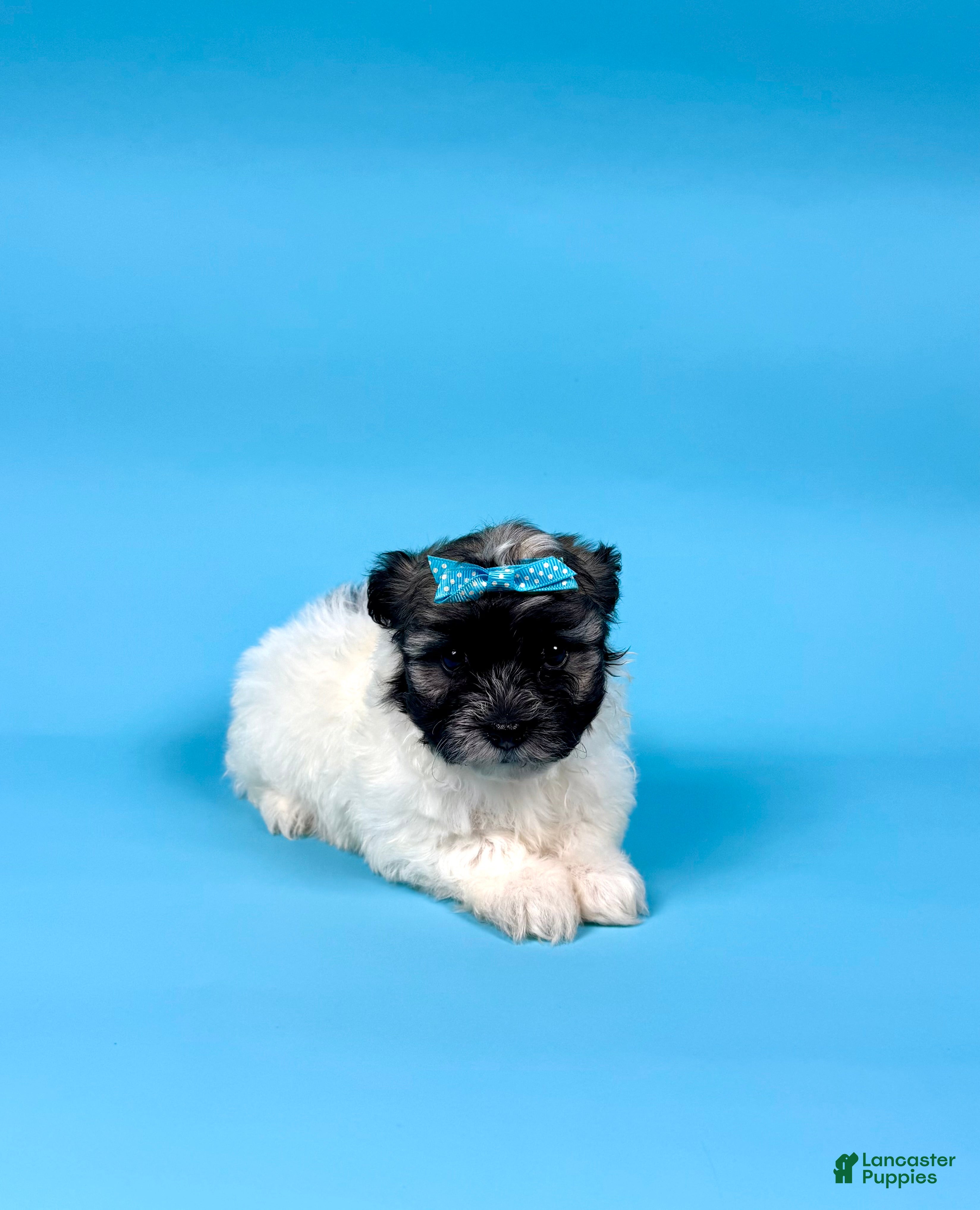 Havanese dogs VALERIE - Ad 17