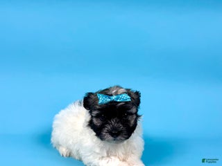 Havanese dogs VALERIE - Ad 17