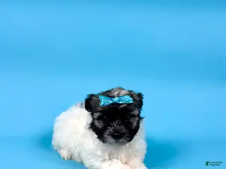 Havanese dogs VALERIE - Ad 33