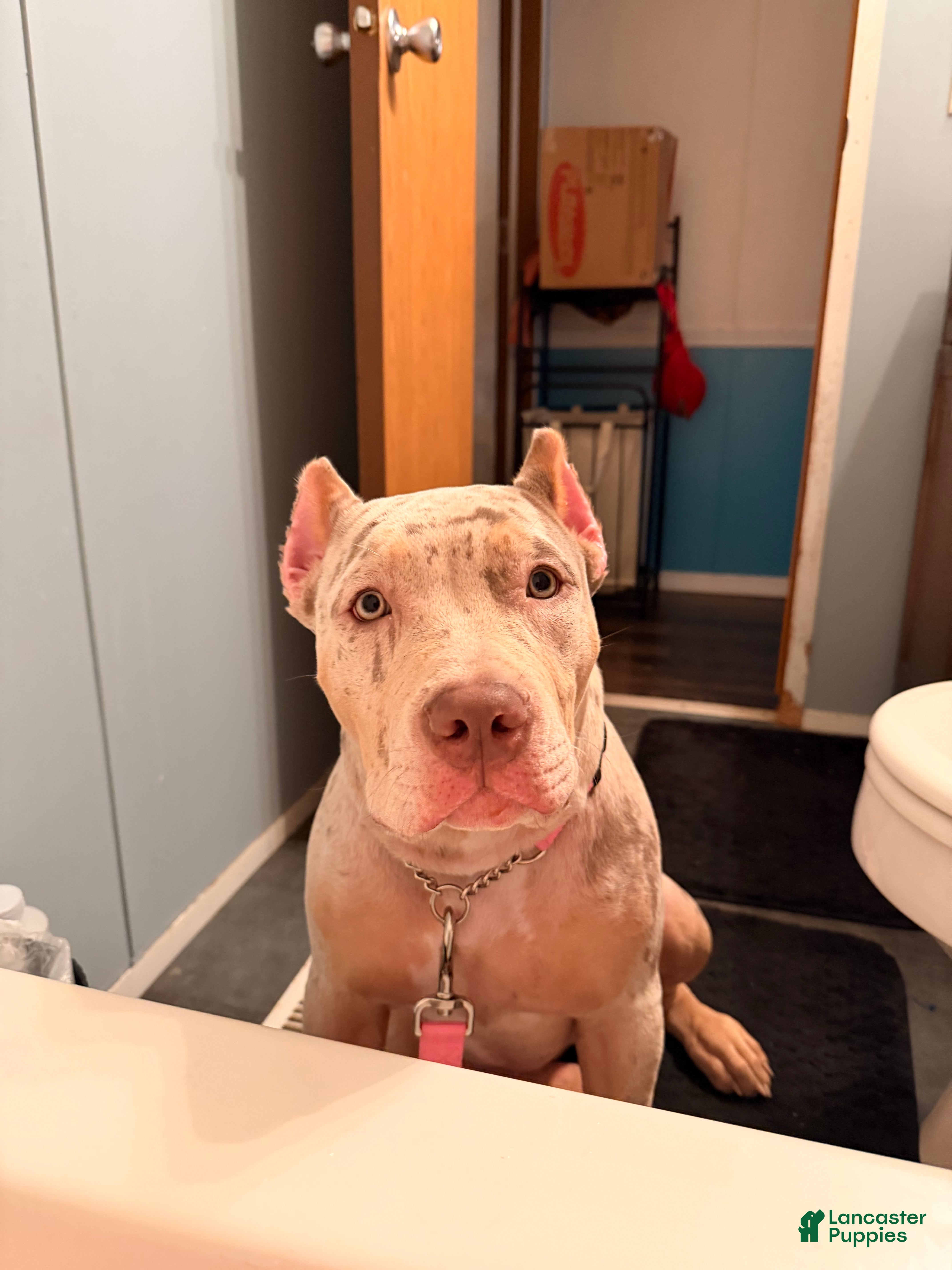 American Bully dogs for sale: American Bully Puppy 2 - Ad 1