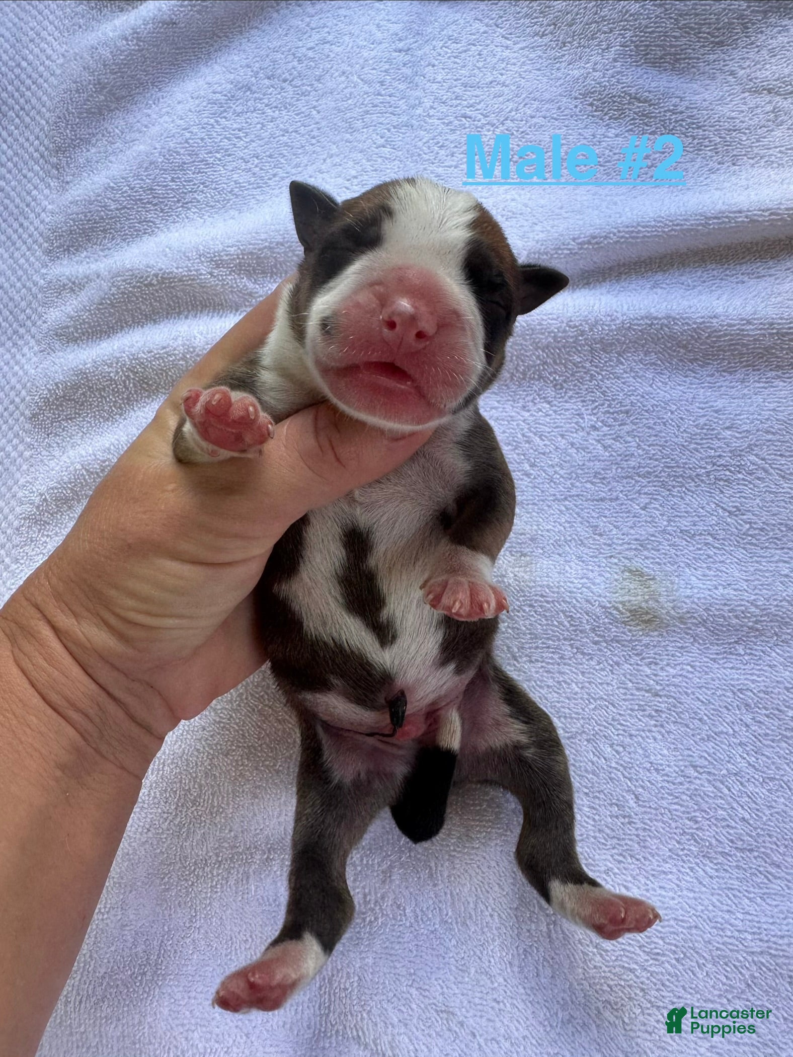 American Bulldog dogs American Bulldog Male #2 - Ad 5