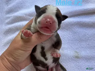 American Bulldog dogs American Bulldog Male #2 - Ad 16