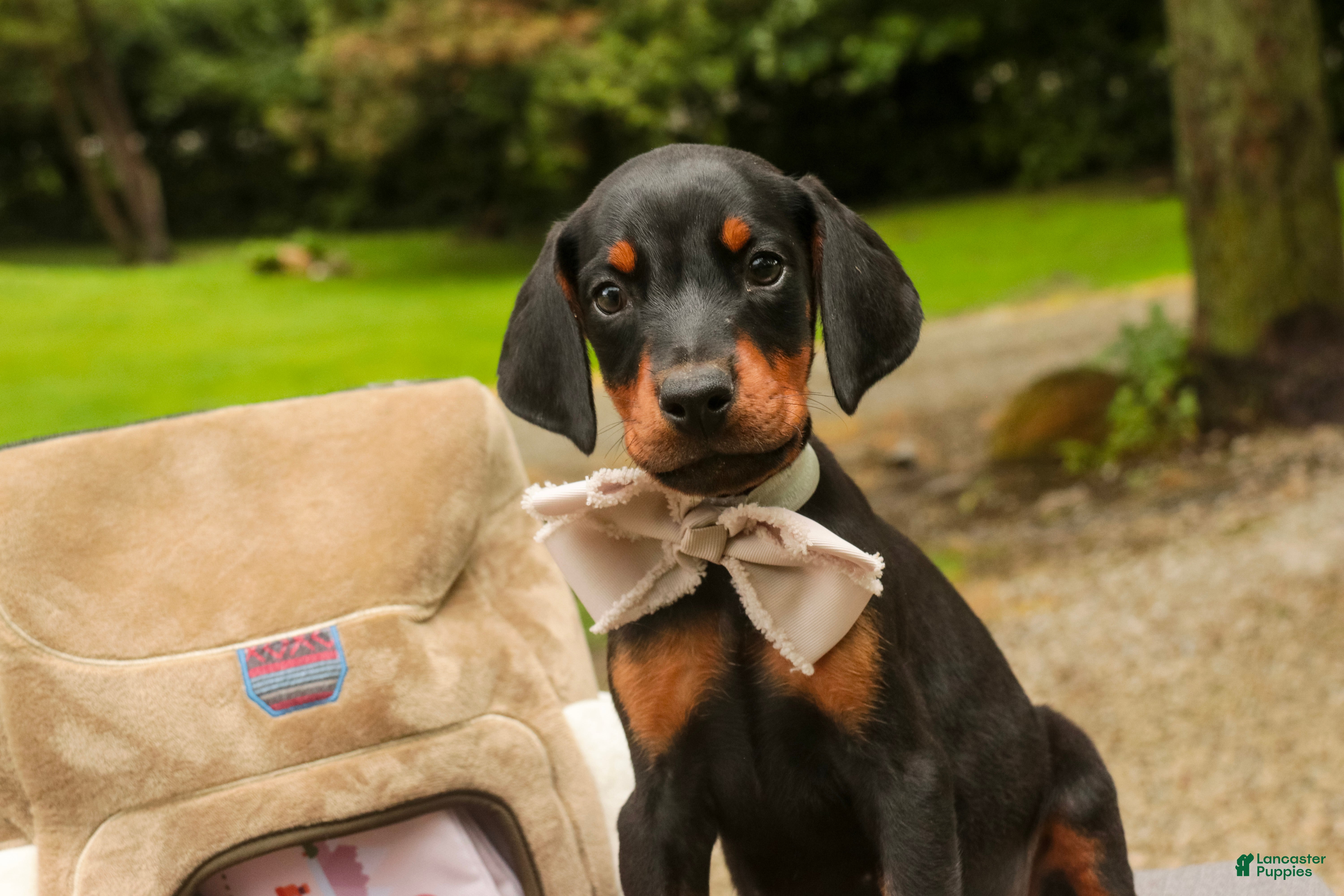 Doberman Pinscher dogs Reverie - Ad 2