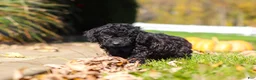 Cavapoo dogs for sale: Landon - Ad 3
