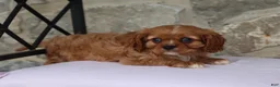 Cavalier King Charles Spaniel dogs for sale: Harley - Ad 4