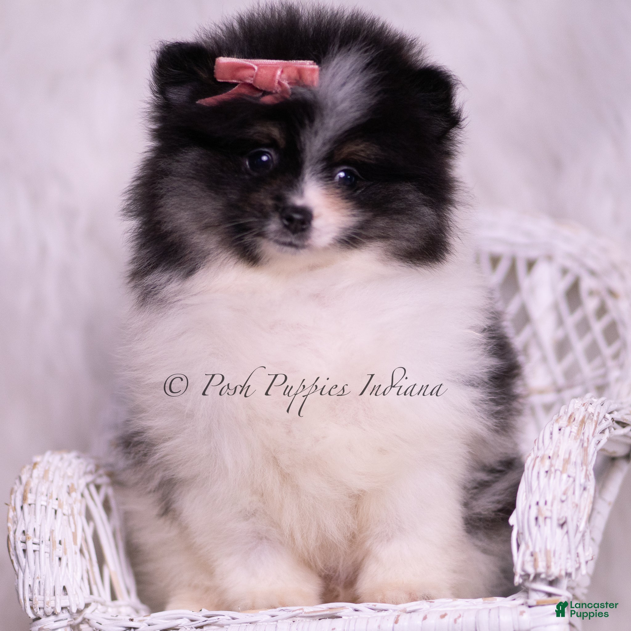 Pomeranian dogs Kisses - Ad 19