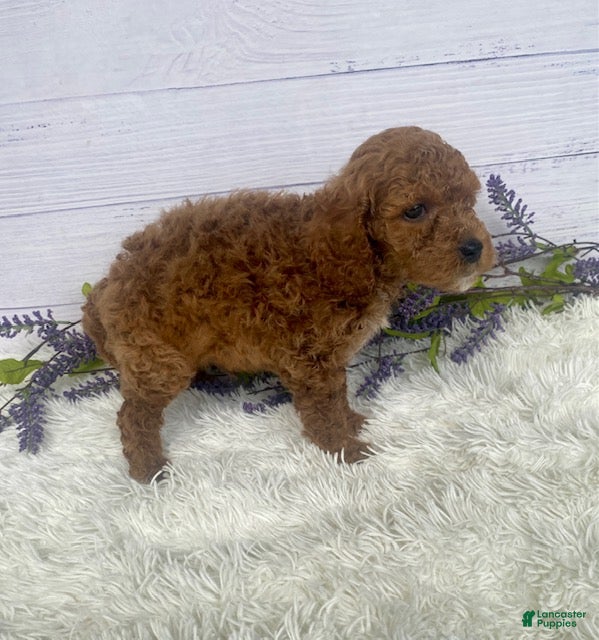 Miniature Poodle dogs Teddy - Ad 2