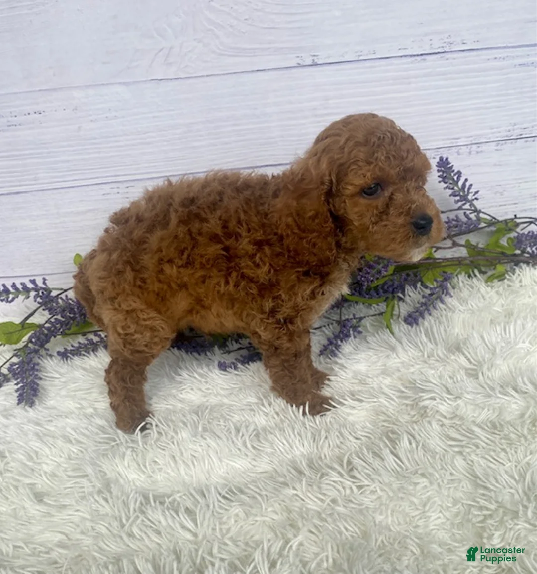 Miniature Poodle dogs for sale: Teddy - Ad 2