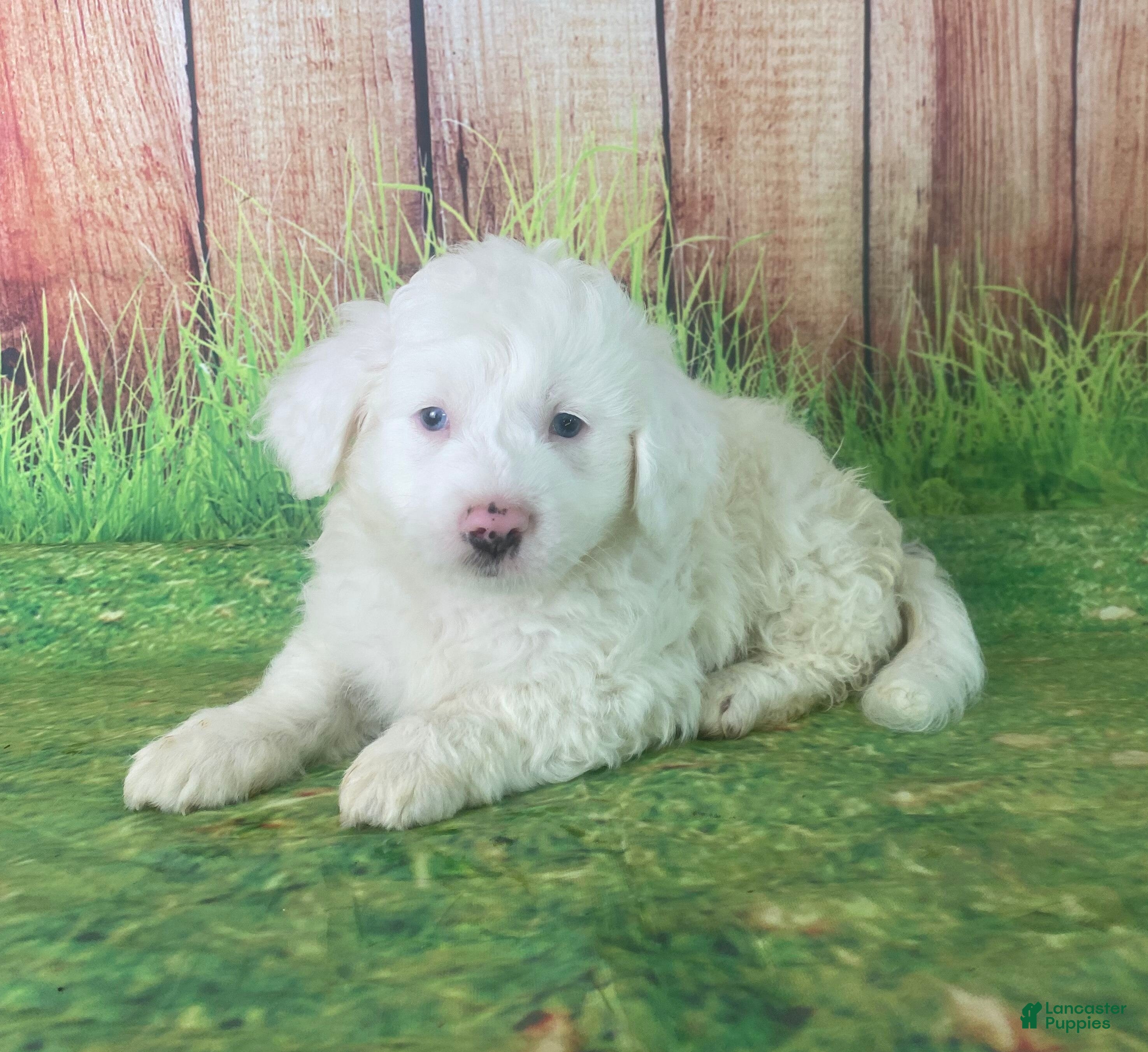 Mini Aussiedoodle dogs Gianna - Ad 14