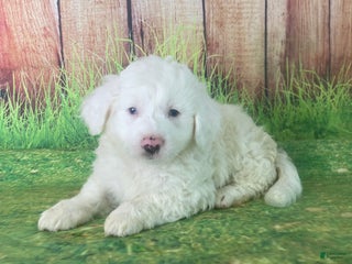 Mini Aussiedoodle dogs Gianna - Ad 9