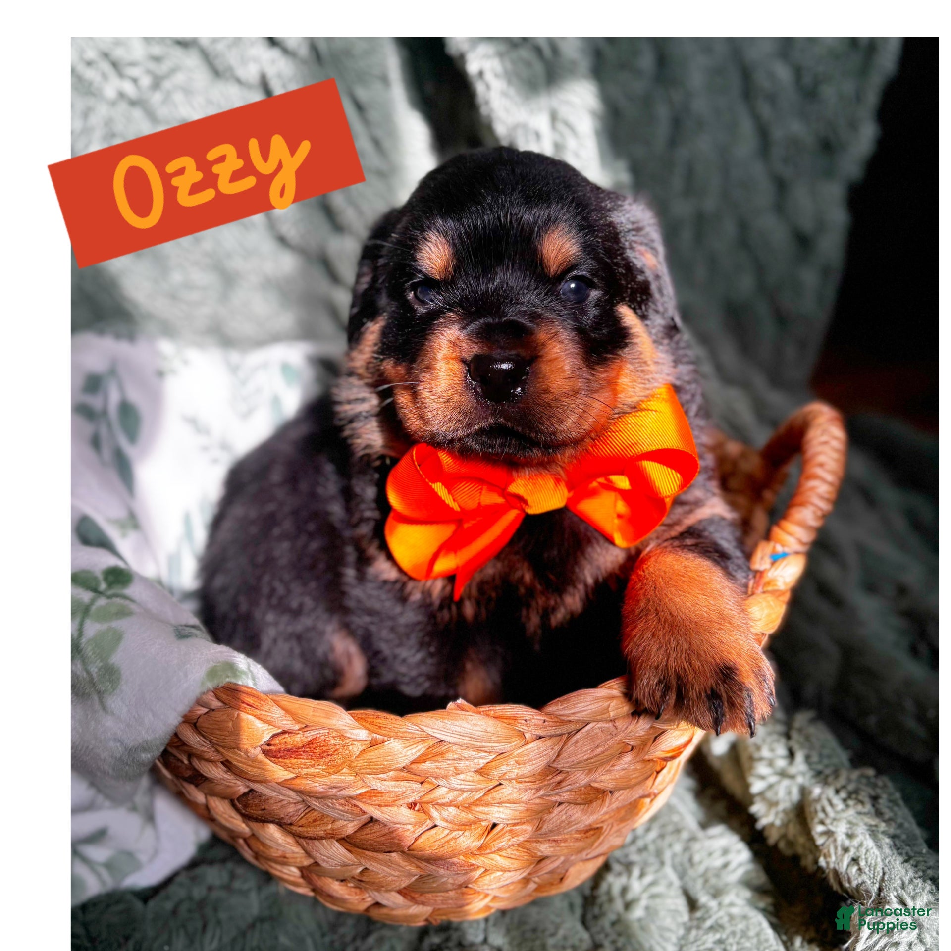 Rottweiler dogs for sale: Rottweiler Puppy 2 - Ad 4