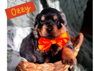 Rottweiler dogs for sale: Rottweiler Puppy 2 - Ad 4