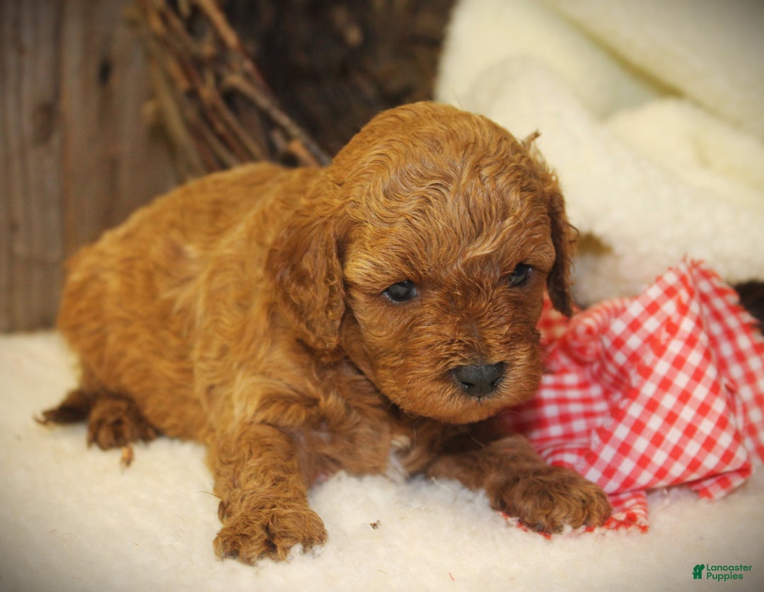Cavapoo dogs for sale: Toby - Ad 4