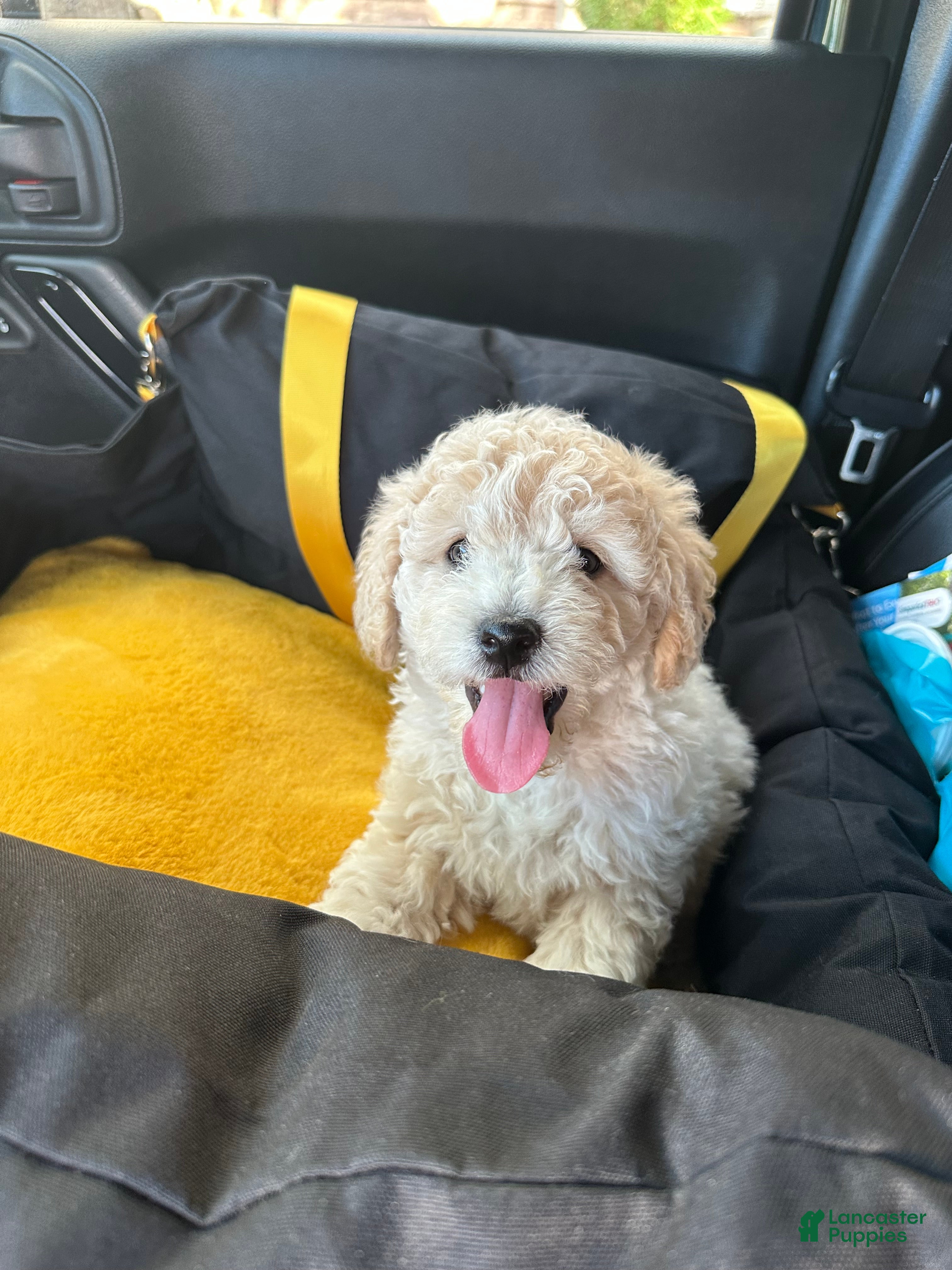 Havapoo dogs for sale: White  - Ad 3