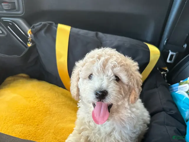 Havapoo dogs for sale: White - Ad 1