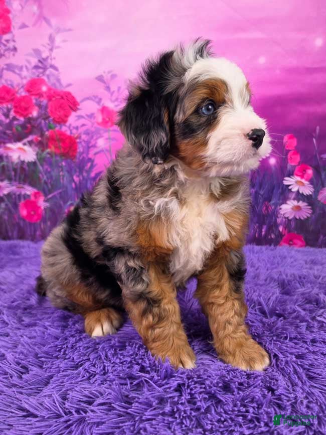 Mini Bernedoodle dogs Shane Munchkin Bernedoodle - Ad 2