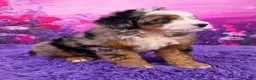 Mini Bernedoodle dogs for sale: Shane Munchkin Bernedoodle - Ad 2