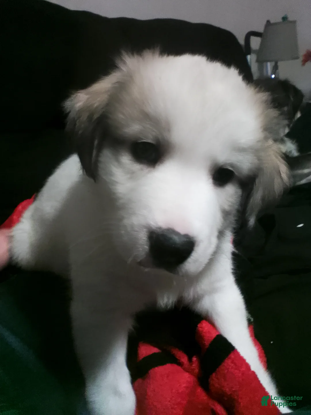 Mixed Breed dogs for sale: Mixed Breed Puppy 1 - Ad 10