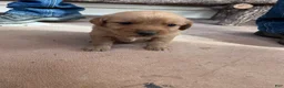 Golden Retriever dogs for sale: Jake (blue) - Ad 4