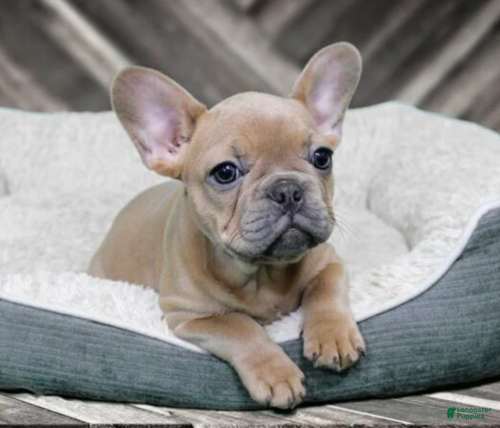 French Bulldog dogs fawn girl - Ad 1