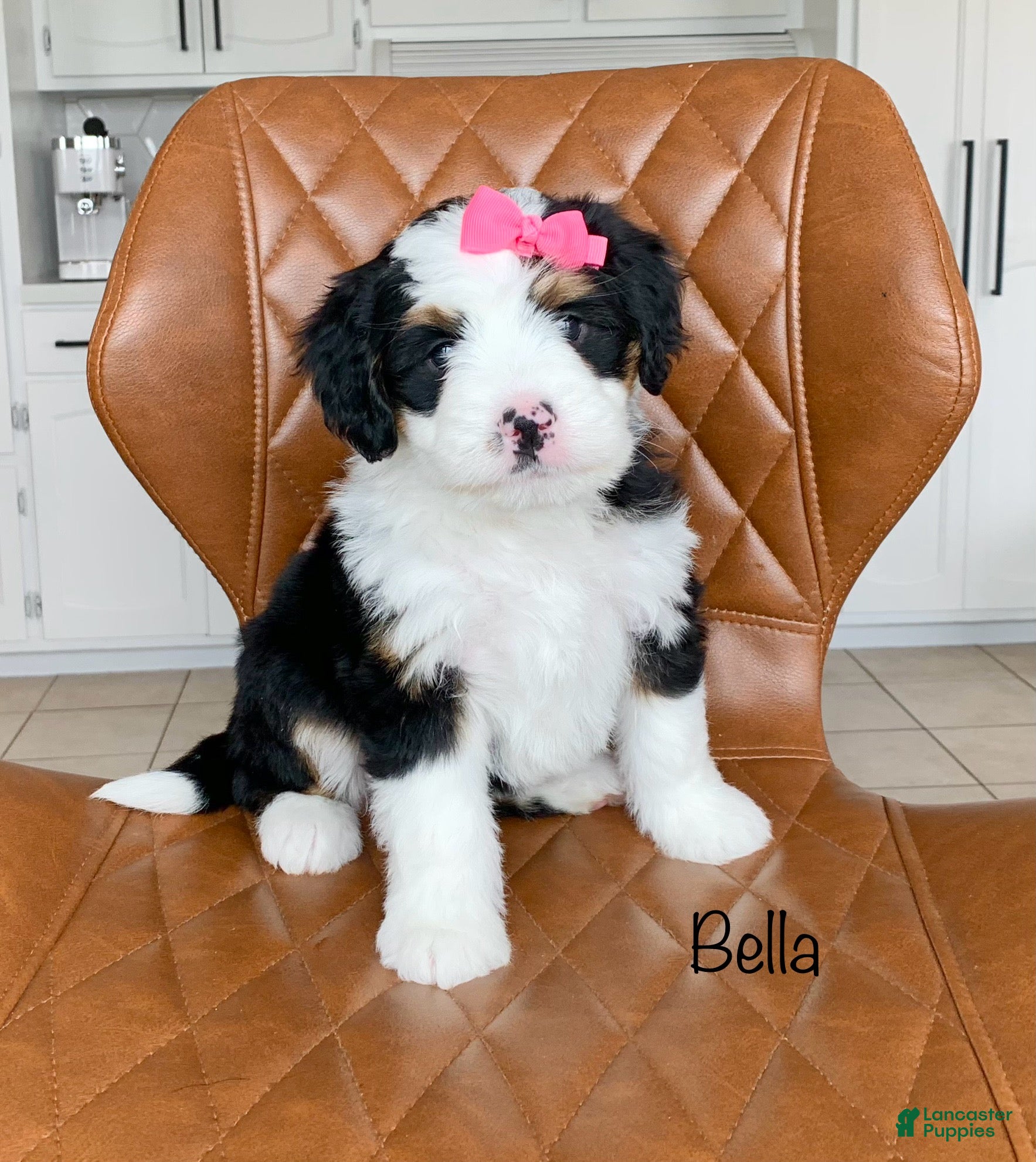 Bernedoodle dogs Bella - Ad 1