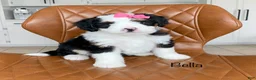 Bernedoodle dogs for sale: Bella - Ad 1
