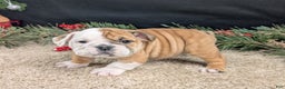 English Bulldog dogs for sale: BJ - Ad 8