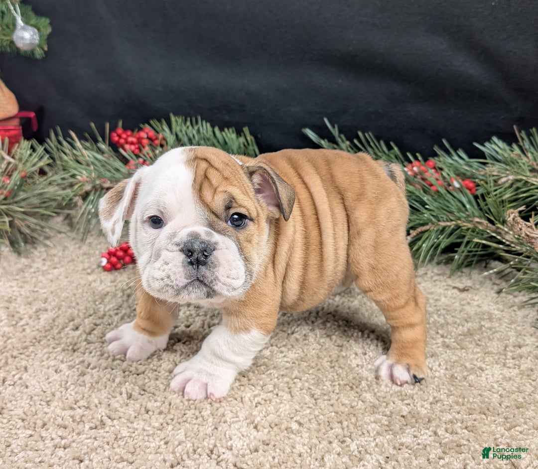 English Bulldog dogs for sale: BJ - Ad 8