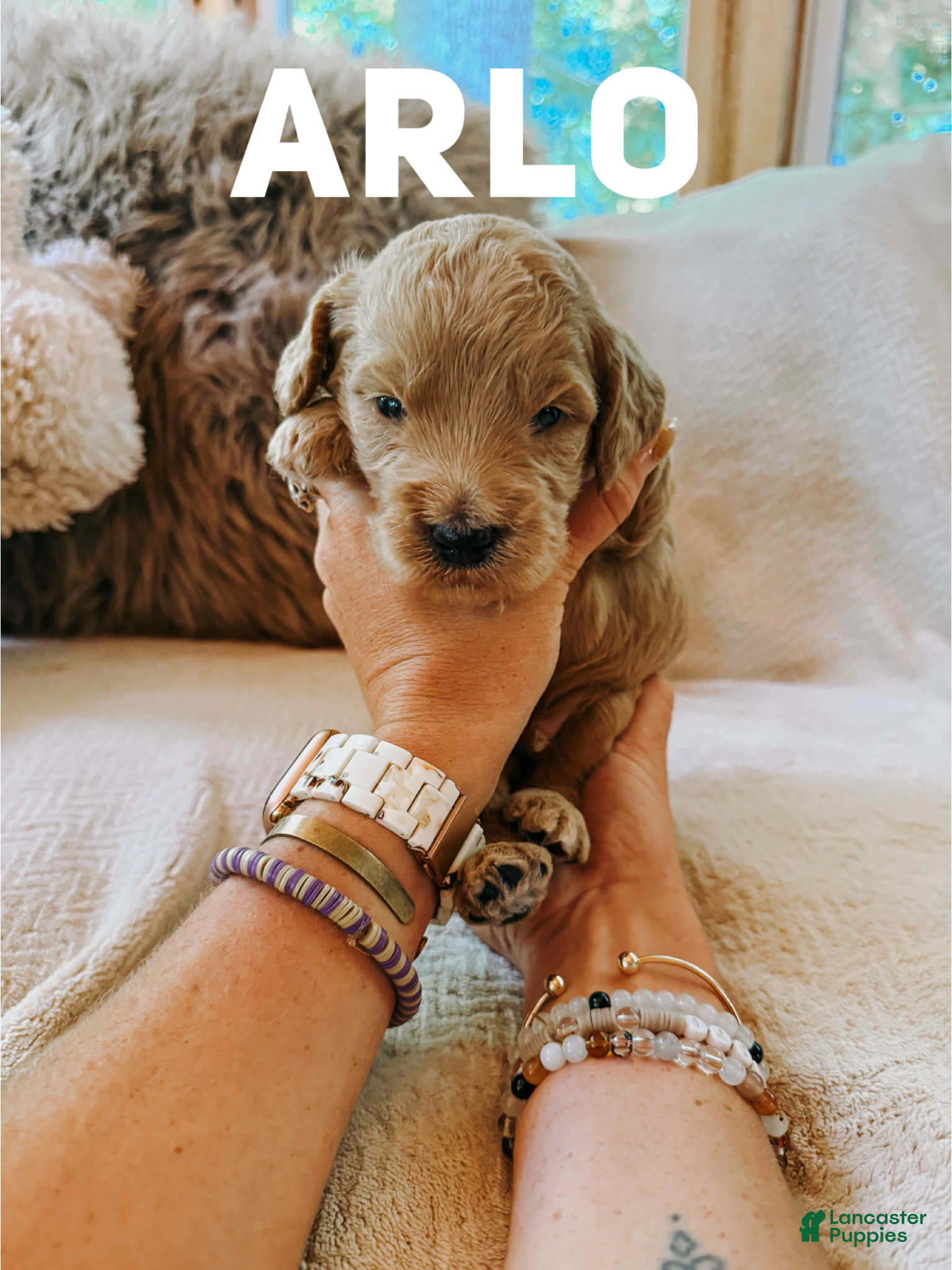 Goldendoodle dogs Arlo  - Ad 19