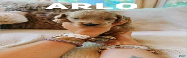 Arlo 