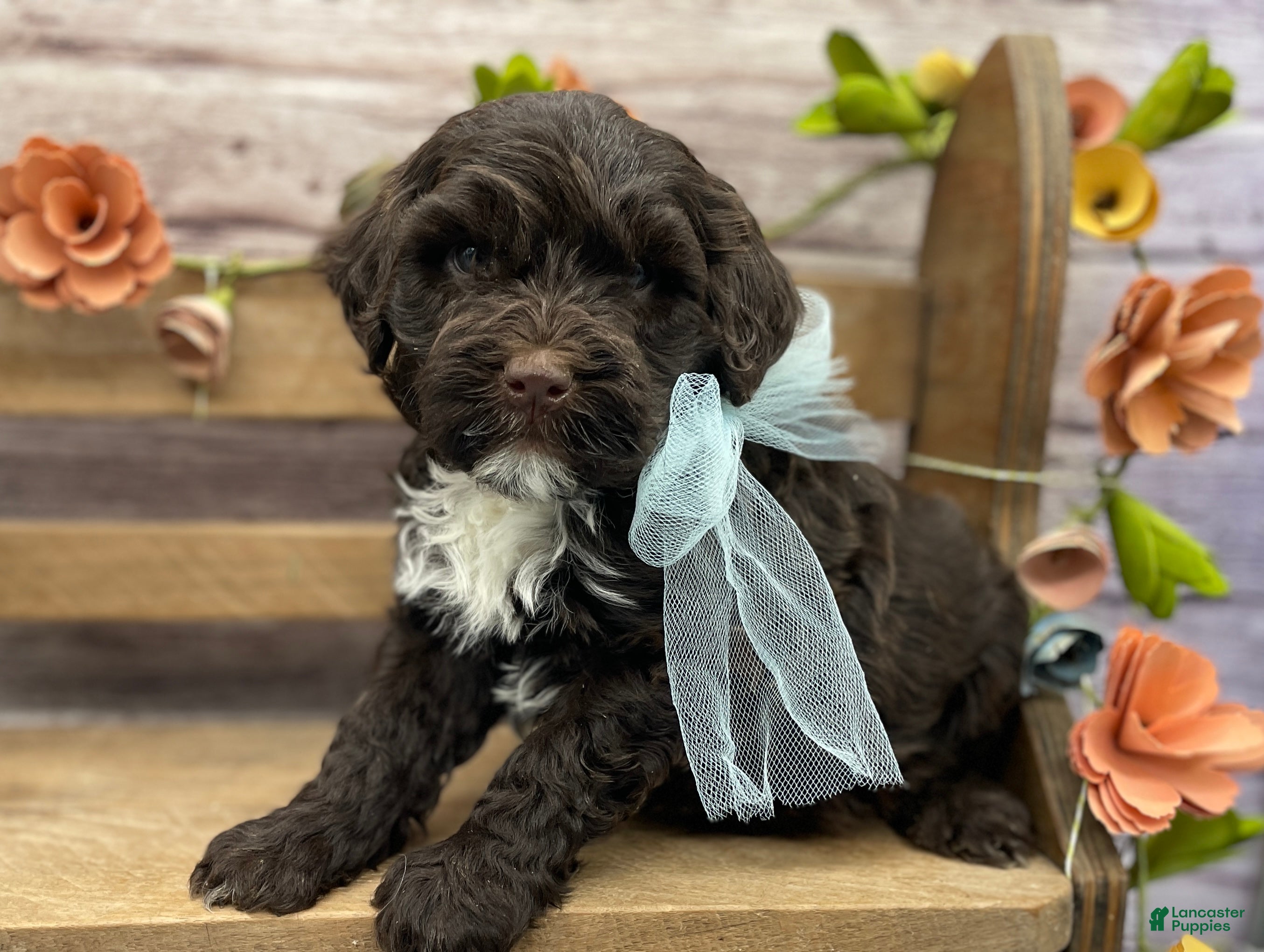 Portuguese Water Dog dogs Benny - Ad 2