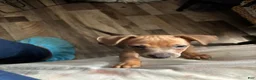 Mixed Breed dogs for sale: Candace - Ad 1