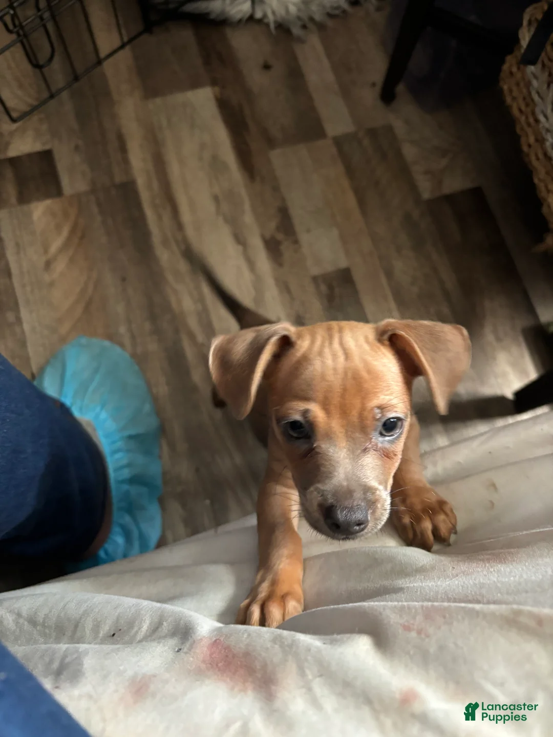 Mixed Breed dogs for sale: Candace - Ad 1