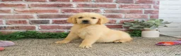 Golden Retriever dogs for sale: Giana - Ad 5