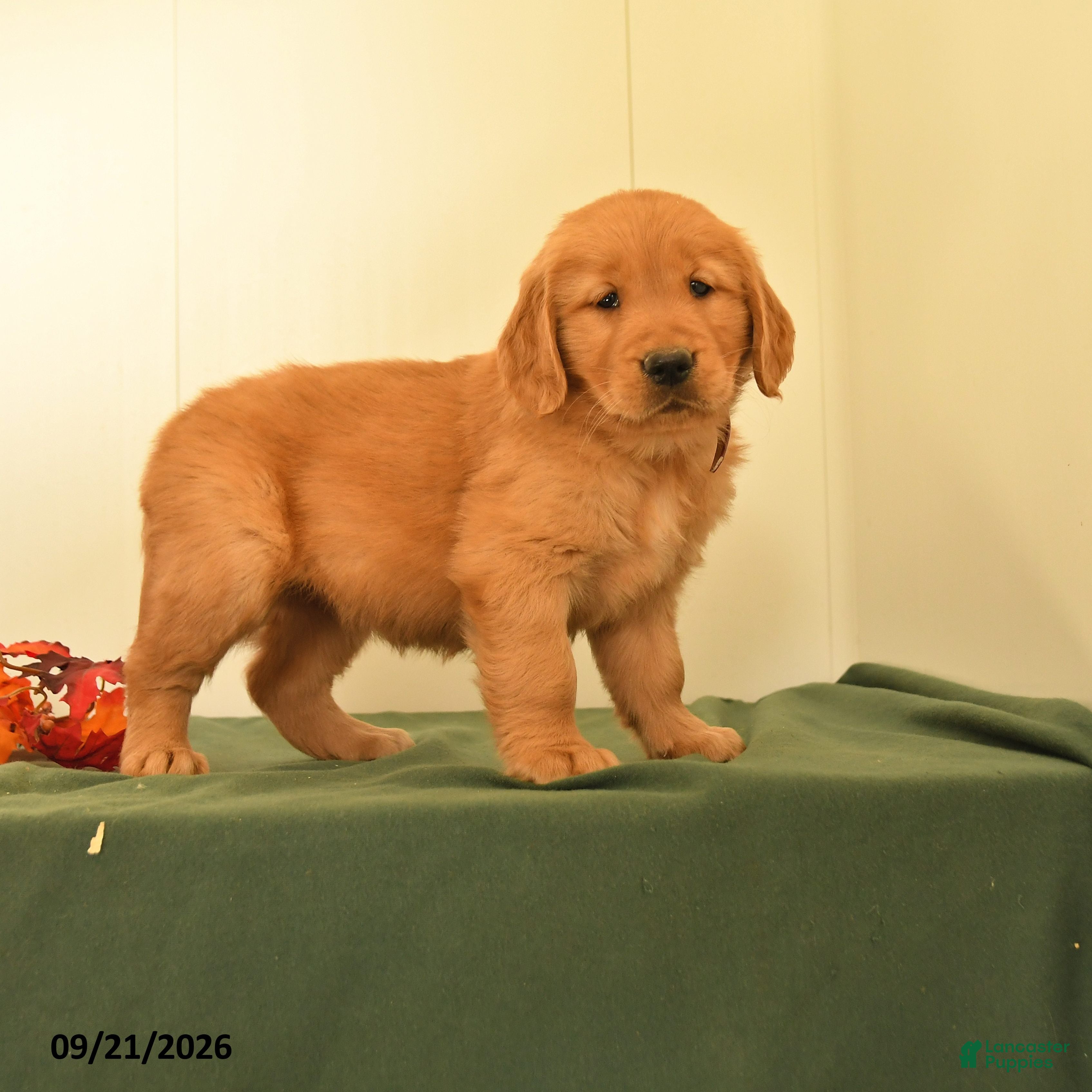 Golden Retriever dogs Darcie - Ad 1
