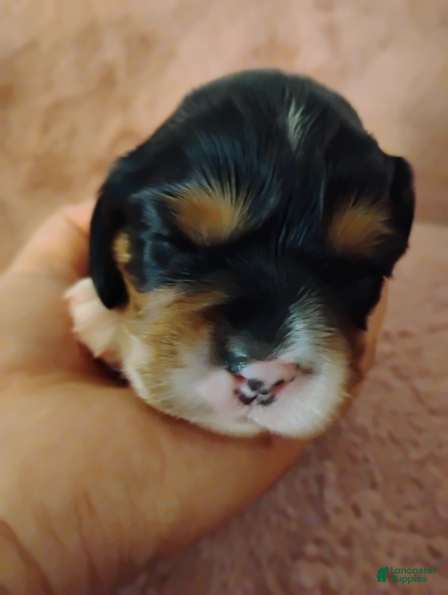 Cavalier King Charles Spaniel dogs Toby - Ad 29