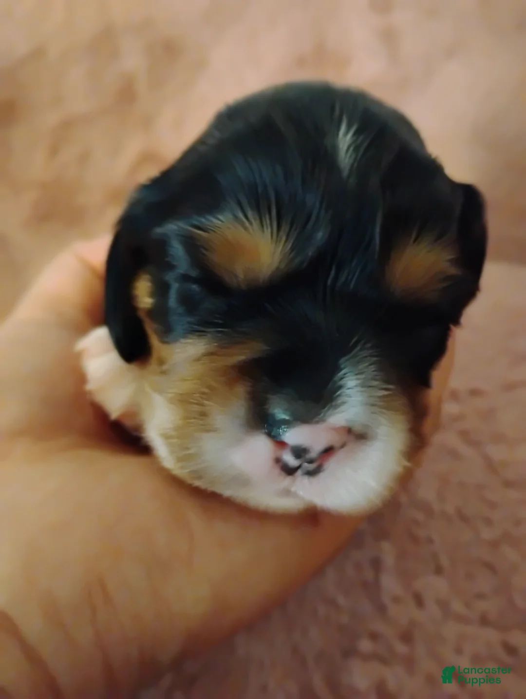 Cavalier King Charles Spaniel dogs for sale: Toby - Ad 1