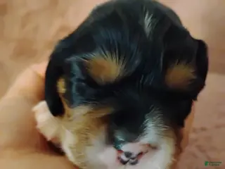 Cavalier King Charles Spaniel dogs Toby - Ad 4