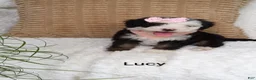 Mini Bernedoodle dogs for sale: Lucy  - Ad 5