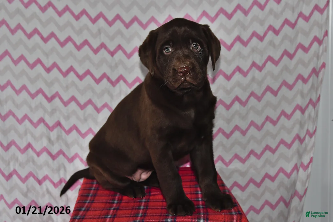 Labrador Retriever dogs for sale: Chloe - Ad 1
