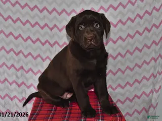 Labrador Retriever dogs Chloe - Ad 26