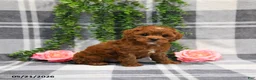 Cockapoo dogs for sale: Ervin - Ad 4